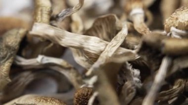 Sihirli mantarlar - kurutulmuş psilosibin mantarları Altın Öğretmen