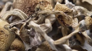 Sihirli mantarlar - kurutulmuş psilosibin mantarları Altın Öğretmen