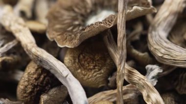 Kurutulmuş psilosibin mantarları Altın Öğretmen, yakın plan.