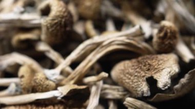 Kurutulmuş psilosibin mantarları Altın Öğretmen, yakın plan.