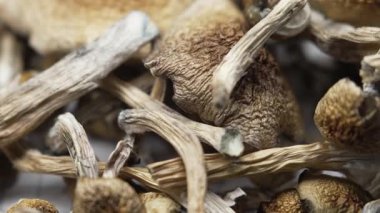 Kurutulmuş psilosibin mantarları Altın Öğretmen, yakın plan.