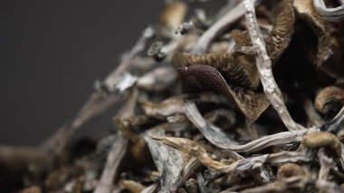 Kurutulmuş psilosibin mantarları Altın Öğretmen, yakın plan.