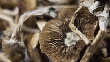 Kurutulmuş psilosibin mantarları Altın Öğretmen, yakın plan.