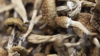 Kurutulmuş psilosibin mantarları Altın Öğretmen, yakın plan.