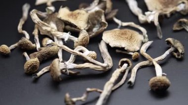 Kurutulmuş psilosibin mantarları Altın Öğretmen, yakın plan.