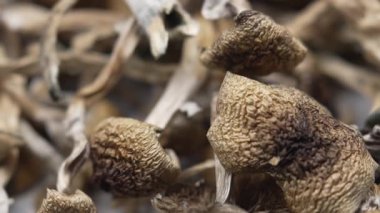 Kurutulmuş psilosibin mantarları Altın Öğretmen, yakın plan.