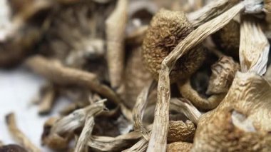 Kurutulmuş psilosibin mantarları Altın Öğretmen, yakın plan.