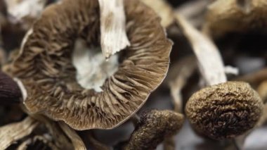 Kurutulmuş psilosibin mantarları Altın Öğretmen, yakın plan.