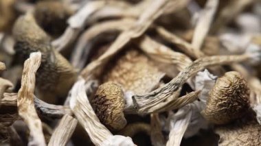 Kurutulmuş psilosibin mantarları Altın Öğretmen, yakın plan.