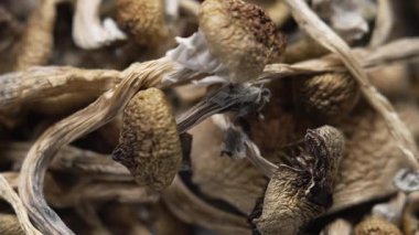 Kurutulmuş psilosibin mantarları Altın Öğretmen, yakın plan.