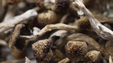 Kurutulmuş psilosibin mantarları Altın Öğretmen, yakın plan.