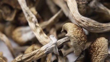 Kurutulmuş psilosibin mantarları Altın Öğretmen, yakın plan.