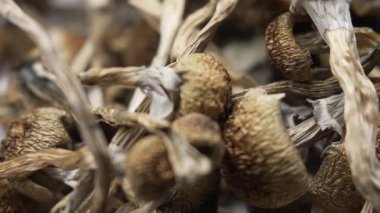 Kurutulmuş psilosibin mantarları Altın Öğretmen, yakın plan.