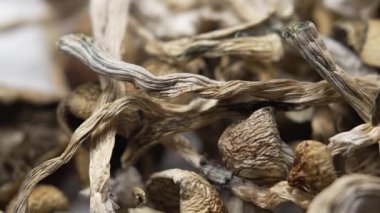 Kurutulmuş psilosibin mantarları Altın Öğretmen, yakın plan.