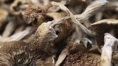 Kurutulmuş psilosibin mantarları Altın Öğretmen, yakın plan.