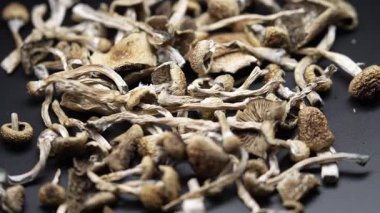 Kurutulmuş psilosibin mantarları Altın Öğretmen, yakın plan.