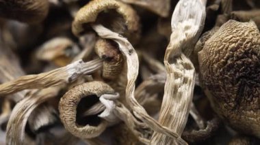 Kurutulmuş psilosibin mantarları Altın Öğretmen, yakın plan.