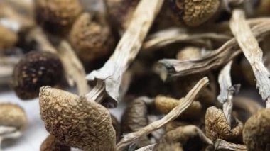 Kurutulmuş psilosibin mantarları Altın Öğretmen, yakın plan.