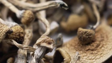 Kurutulmuş psilosibin mantarları Altın Öğretmen, yakın plan.