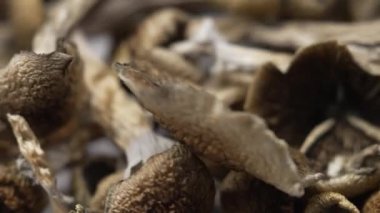 Kurutulmuş psilosibin mantarları Altın Öğretmen, yakın plan.