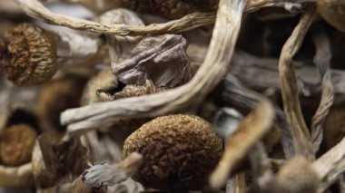 Kurutulmuş psilosibin mantarları Altın Öğretmen, yakın plan.