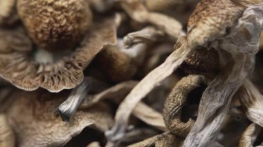 Kurutulmuş psilosibin mantarları Altın Öğretmen, yakın plan.