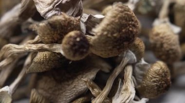 Kurutulmuş psilosibin mantarları Altın Öğretmen, yakın plan.