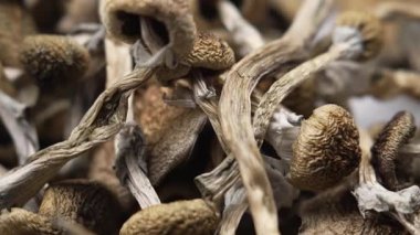 Kurutulmuş psilosibin mantarları Altın Öğretmen, yakın plan.