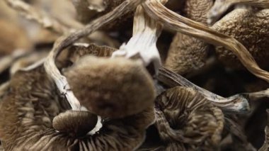 Kurutulmuş psilosibin mantarları Altın Öğretmen, yakın plan.