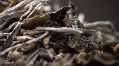 Kurutulmuş psilosibin mantarları Altın Öğretmen, yakın plan.