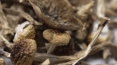 Entheojenler - Psilosibin mantarlarına yakın plan Altın Öğretmen