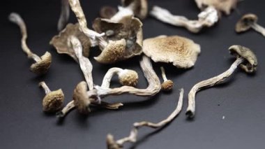 Entheojenler - Psilosibin mantarlarına yakın plan Altın Öğretmen