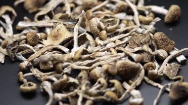 Entheojenler - Psilosibin mantarlarına yakın plan Altın Öğretmen