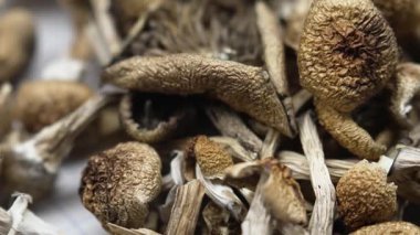 Entheojenler - Psilosibin mantarlarına yakın plan Altın Öğretmen