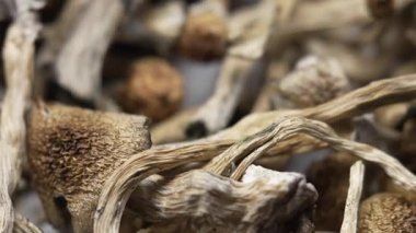 Entheojenler - Psilosibin mantarlarına yakın plan Altın Öğretmen