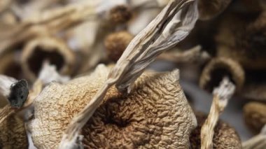 Entheojenler - Psilosibin mantarlarına yakın plan Altın Öğretmen