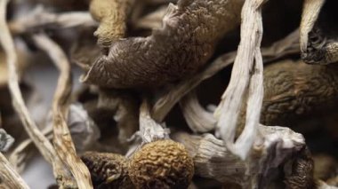 Entheojenler - Psilosibin mantarlarına yakın plan Altın Öğretmen