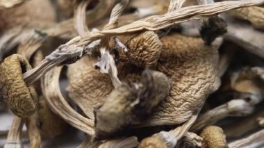 Entheojenler - Psilosibin mantarlarına yakın plan Altın Öğretmen