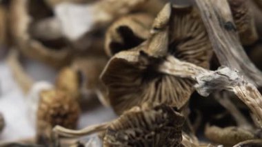 Entheojenler - Psilosibin mantarlarına yakın plan Altın Öğretmen