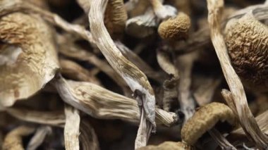 Entheojenler - Psilosibin mantarlarına yakın plan Altın Öğretmen