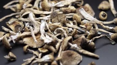 Entheojenler - Psilosibin mantarlarına yakın plan Altın Öğretmen