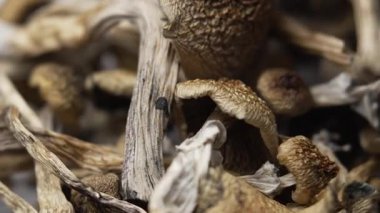 Entheojenler - Psilosibin mantarlarına yakın plan Altın Öğretmen