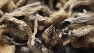 Entheojenler - Psilosibin mantarlarına yakın plan Altın Öğretmen