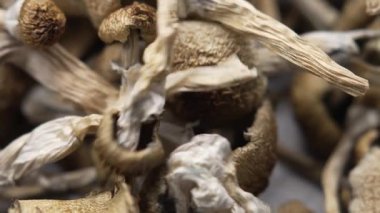 Entheojenler - Psilosibin mantarlarına yakın plan Altın Öğretmen