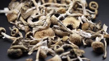 Entheojenler - Psilosibin mantarlarına yakın plan Altın Öğretmen