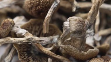 Entheojenler - Psilosibin mantarlarına yakın plan Altın Öğretmen