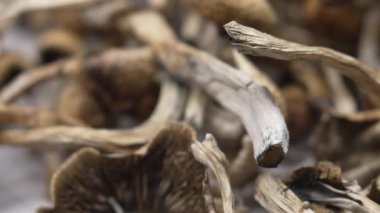 Entheojenler - Psilosibin mantarlarına yakın plan Altın Öğretmen