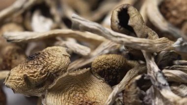 Psilosibin mantarları Altın Öğretmen, yakın plan.