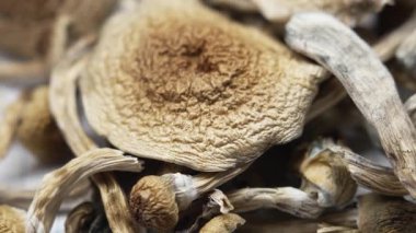 Psilosibin mantarları Altın Öğretmen, yakın plan.