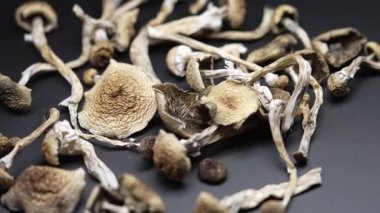 Psilosibin mantarları Altın Öğretmen, yakın plan.